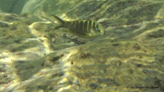 Tropheus sp. 'crescentic' Kilima